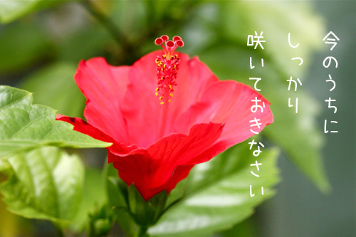 ハイビスカス復活