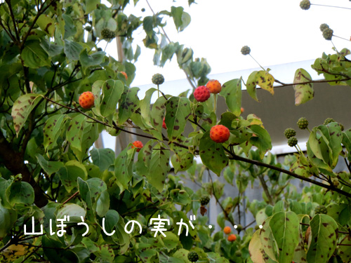 山ぼうしの木