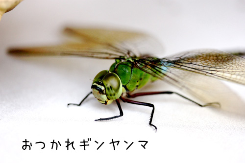 おつかれギンヤンマ