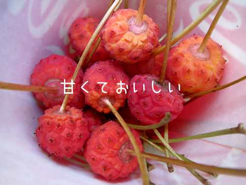 山ぼうしアップ