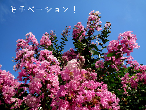 モチベーション