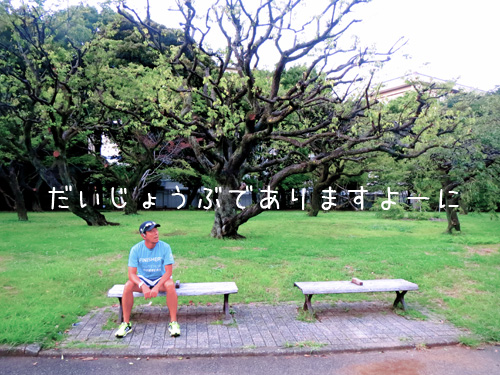 駒沢の蚊