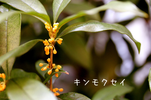 キンモクセイ