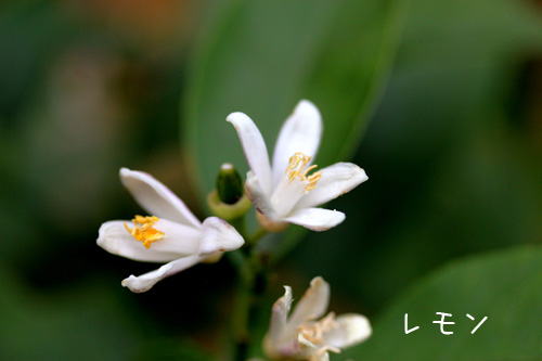 レモンの花