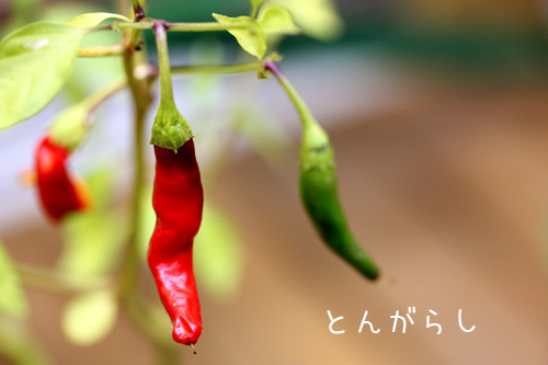 とんがらし