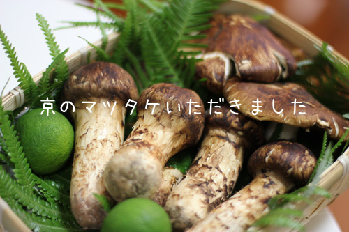 マツタケ2014