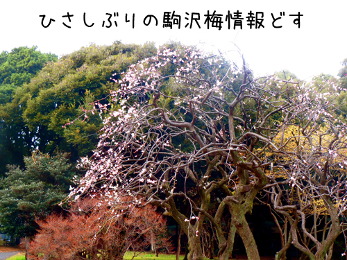 梅情報