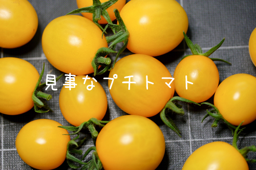 プチトマト